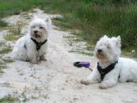 Klik op de foto voor groter formaat